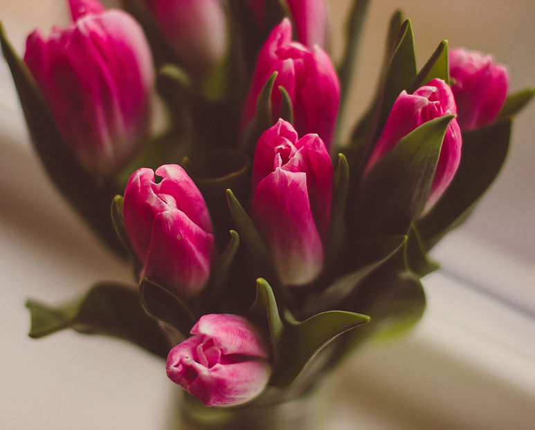 Purple Tulips