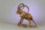 Bezoar Rock Rabbit