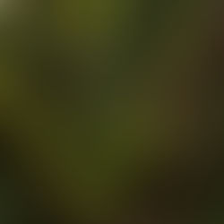 Mostre Fotografiche, Bosco. Il respiro della Terra, 4 luglio – 1 agosto 2025