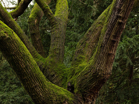 Mostre Fotografiche, Bosco. Il respiro della Terra, 4 luglio – 1 agosto 2025
