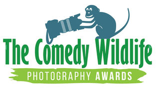Comedy Wildlife Photo Awards 2021, ecco I finalisti