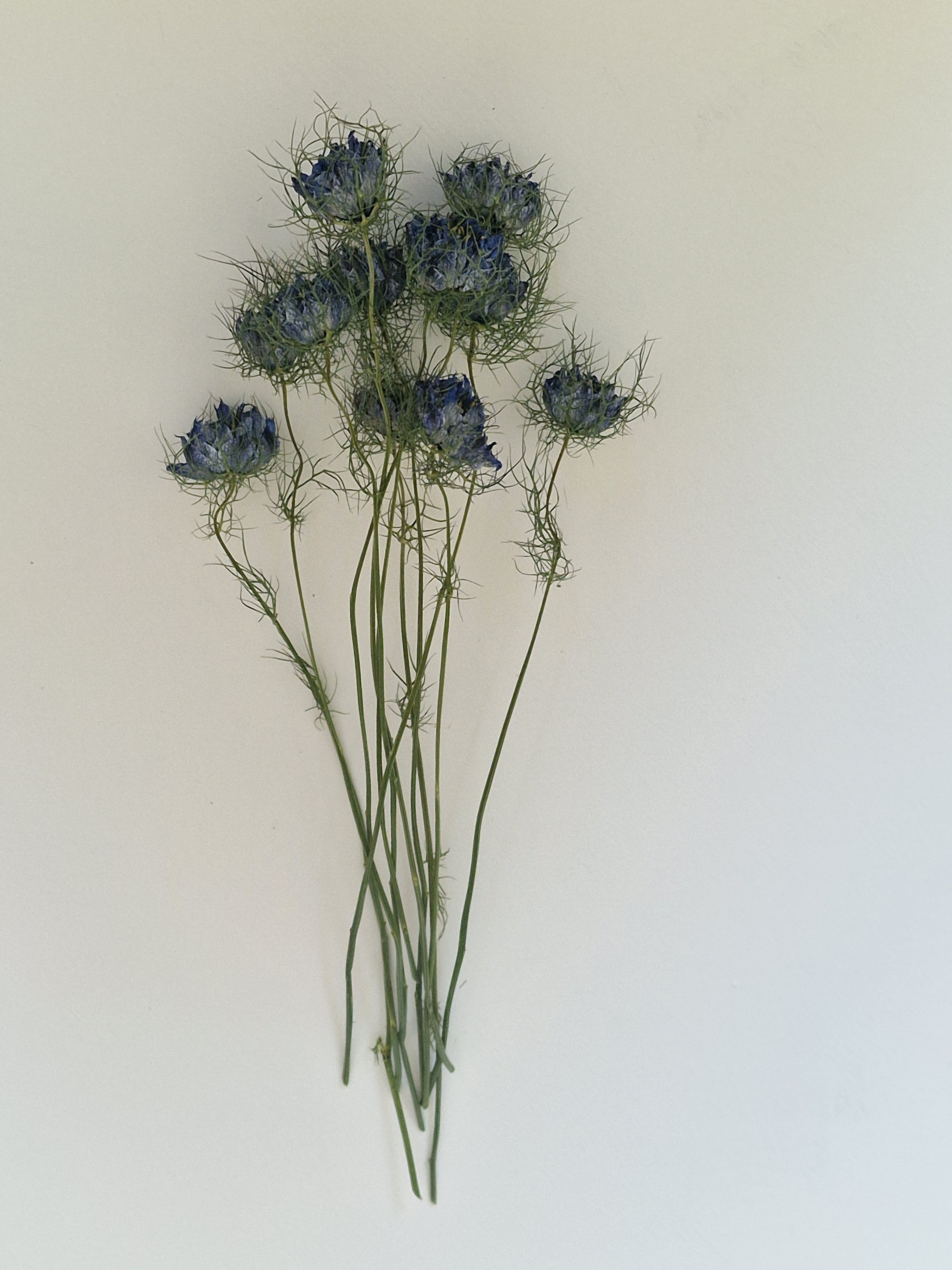 Nigella (blue) 25-30cm 10 stems
