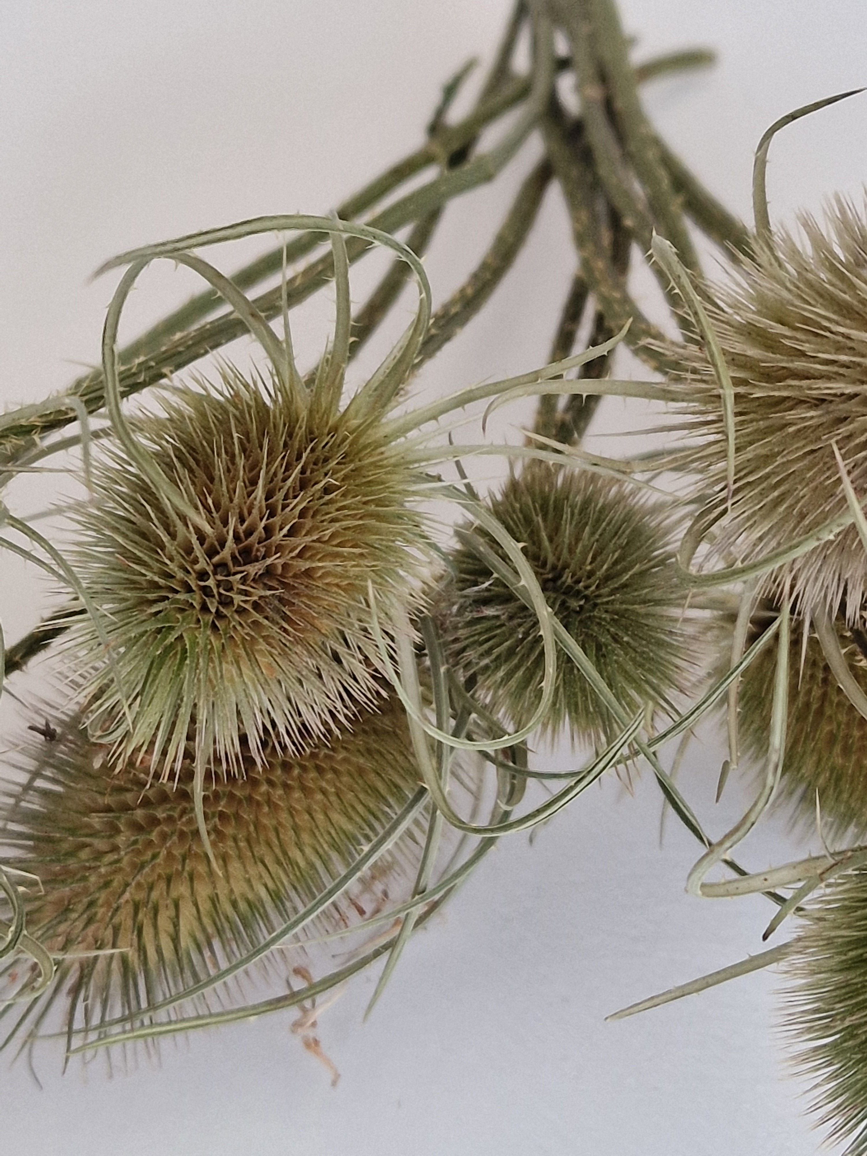 Teasles Green/ Dipsacus Bunch of 10 stems