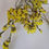 Thumbnail: Statice bright yellow 40-65cm  10 stems