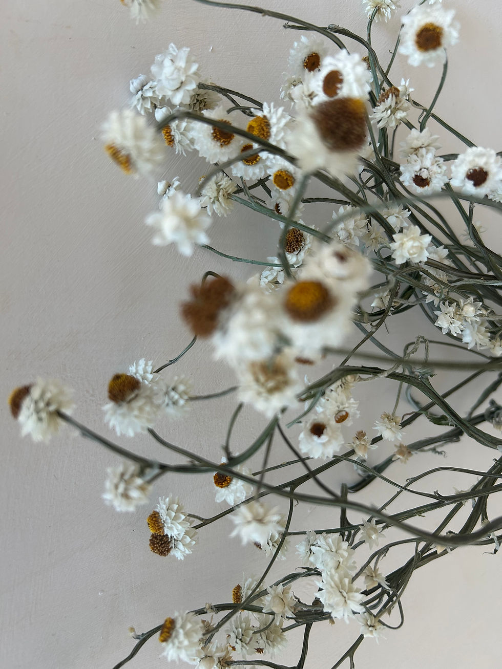Thumbnail: Sandflower 40-50cm, approx 20 stems