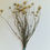 Thumbnail: Oxeye Daisies (Half-Open) 45-55cm 20 stems