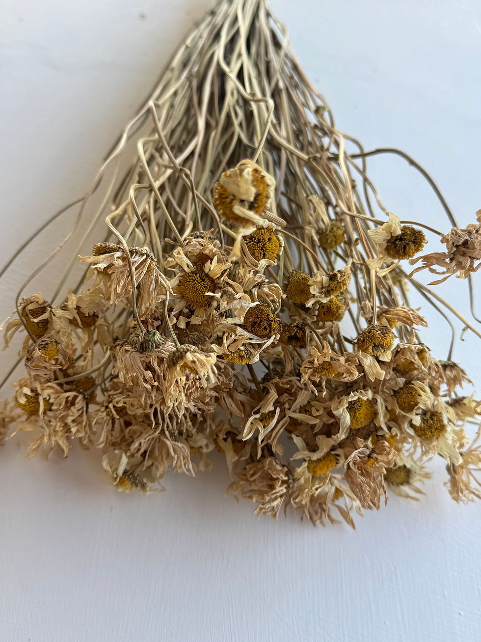 Thumbnail: Oxeye Daisies, Old Stock to Clear! 50-60cm 100 stems