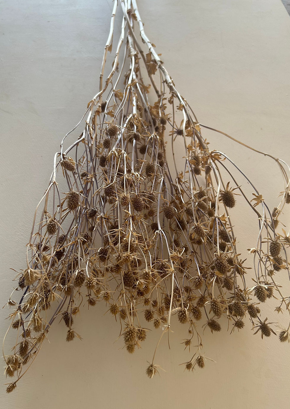 Thumbnail: Eryngium Naturally Sun Bleached 80cm 5 stems
