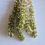 Thumbnail: Bells of Ireland extra long 80cm+ 5 stems