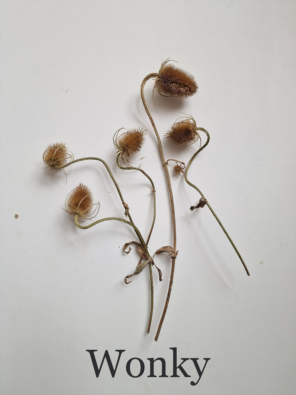 Thumbnail: Teasles / Dipsacus 5-6 stems 12 seed heads