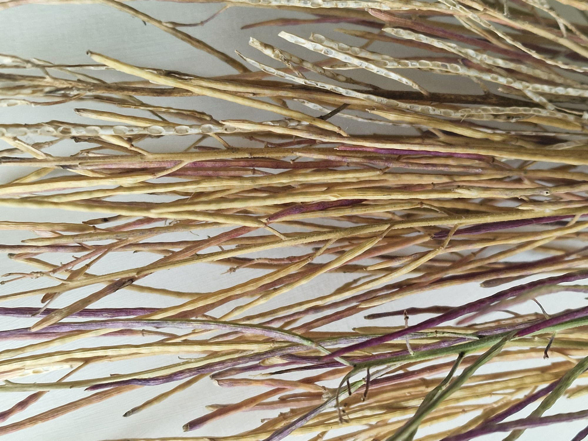 Sweet rocket stems 40-60cm 10 stems