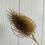 Thumbnail: Teasles single stems 30-50cm  10 stems