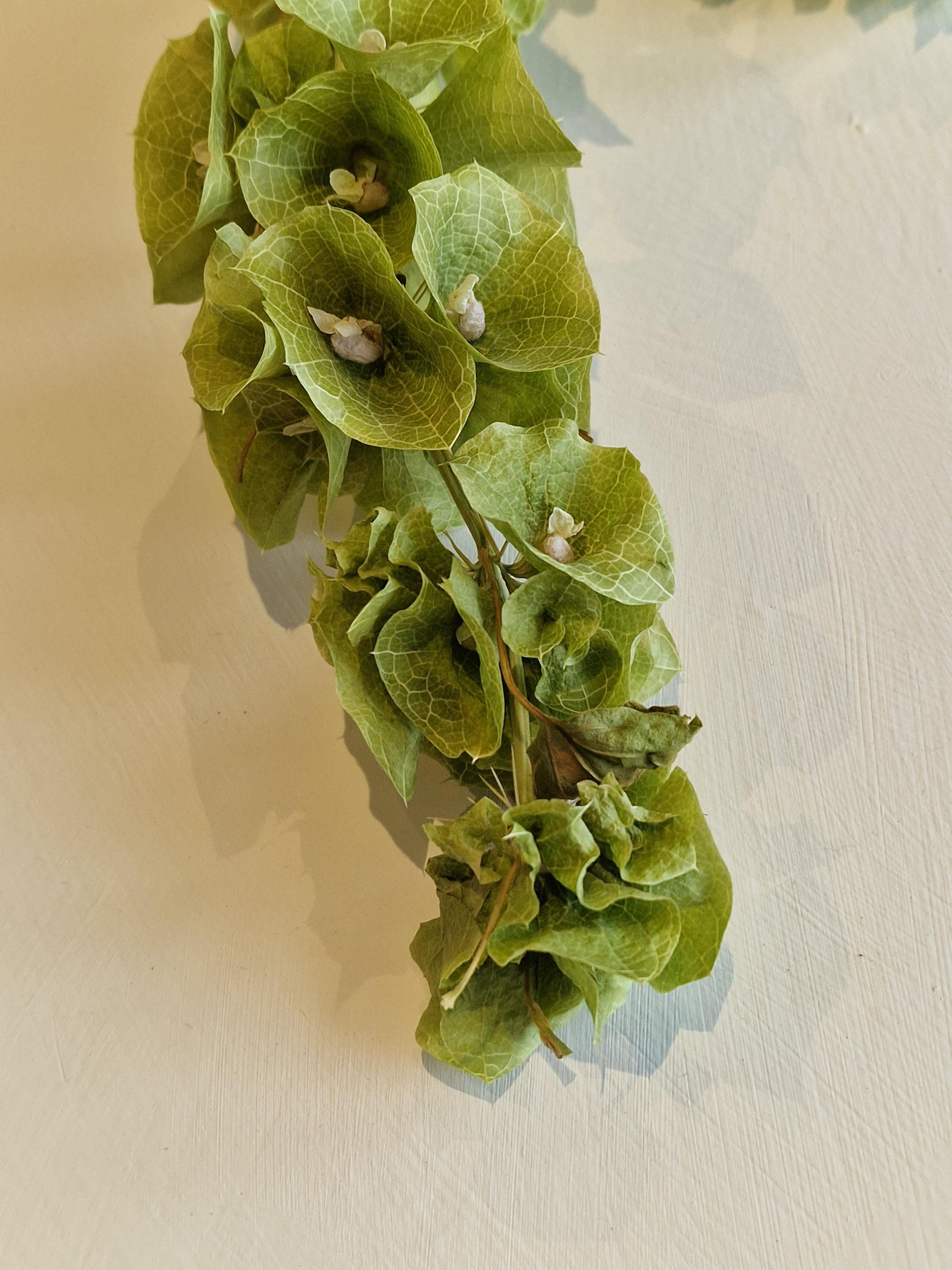 Bells of Ireland 50-80cm 5 stems