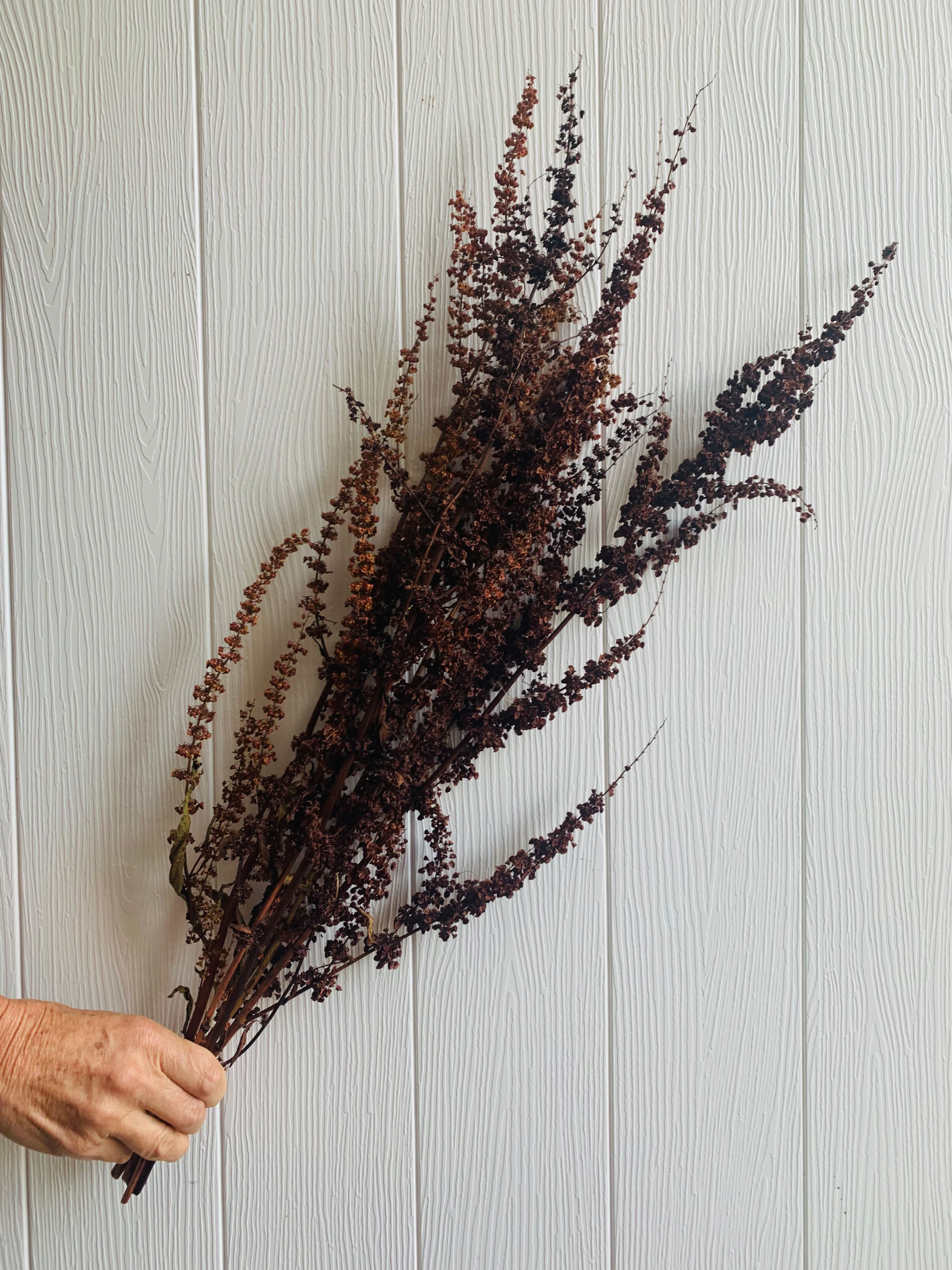Rumex 40-50cm 5 stems