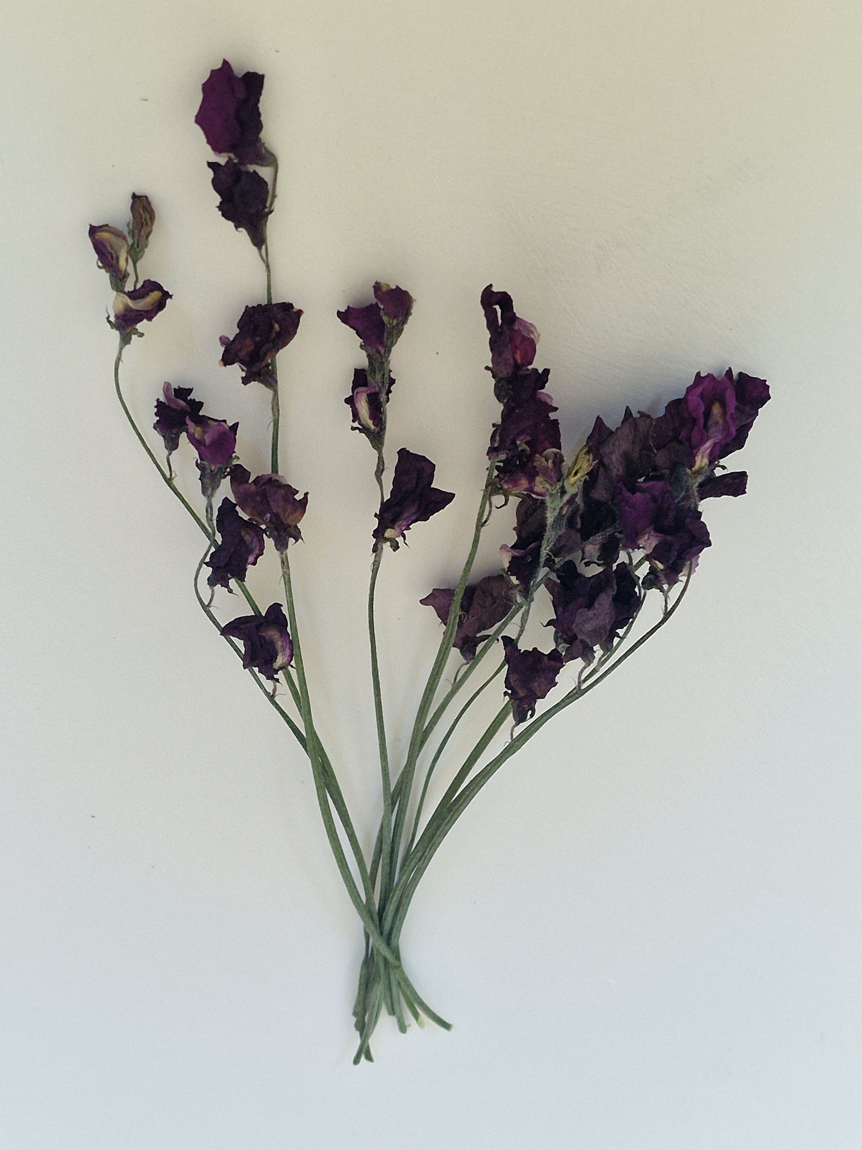 Sweet Pea (Purple) 20-25cm 10 stems