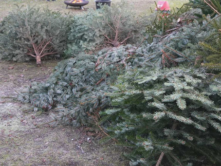 1. Weihnachtsbaumverbrennen