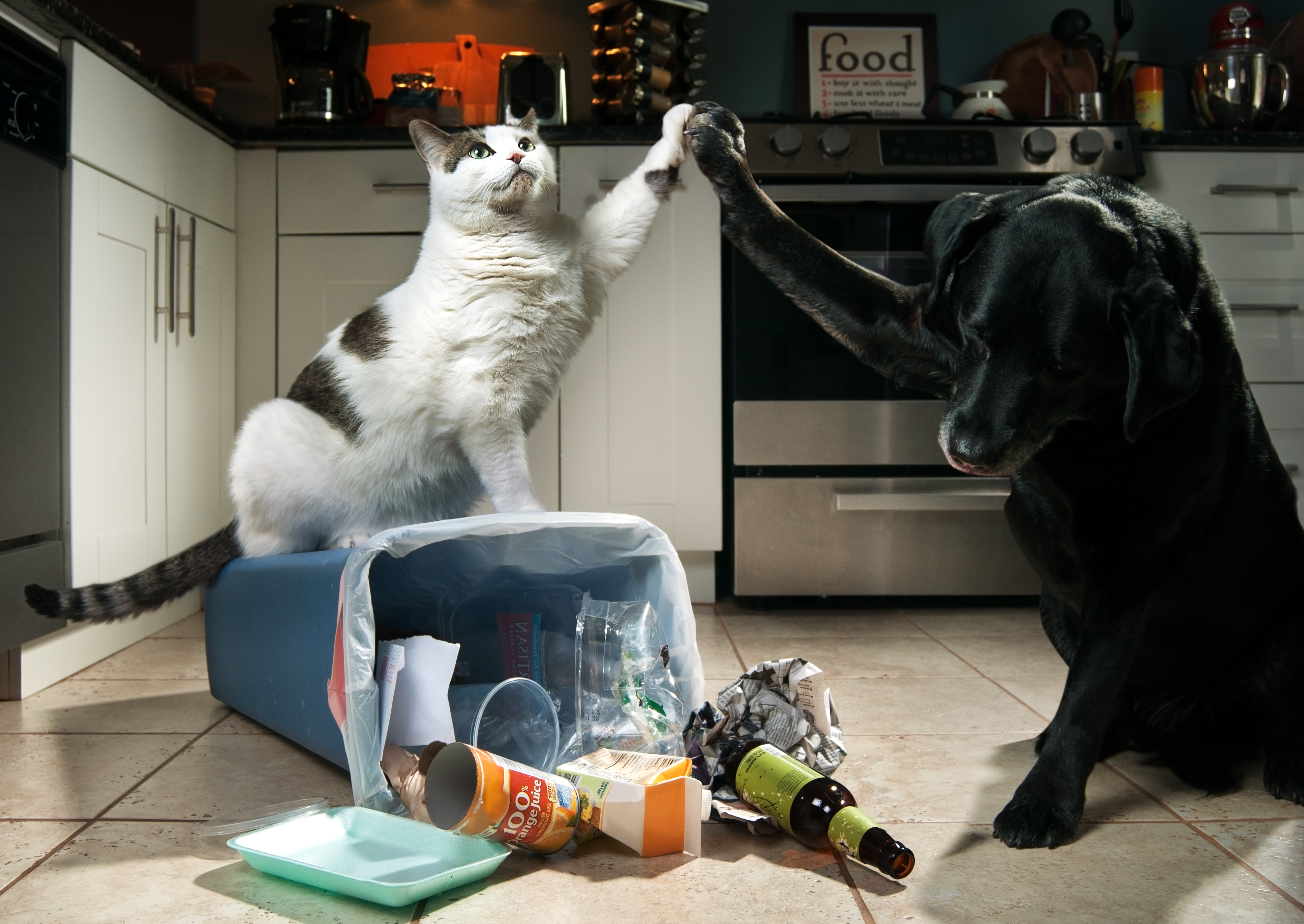 Hоw аnd whу mоst trаsh саns dоn't wоrk for pets! content media