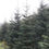 Thumbnail: 13-15 ft Noble Fir