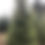 Thumbnail: U-Cut Nobles (12-18 feet)