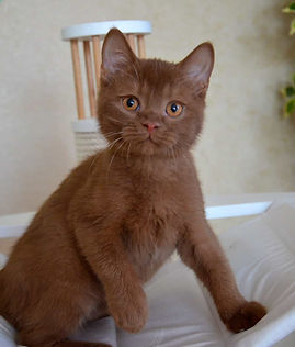 Chocolate British Shorthair kitten