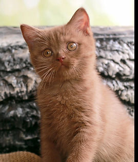 Chocolate British Shorthair kitten