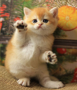 Golden British Shorthair kitten