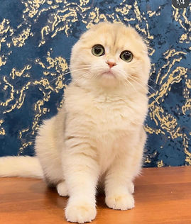 Blue Golden Shell Scottish Fold Queen Tiffany