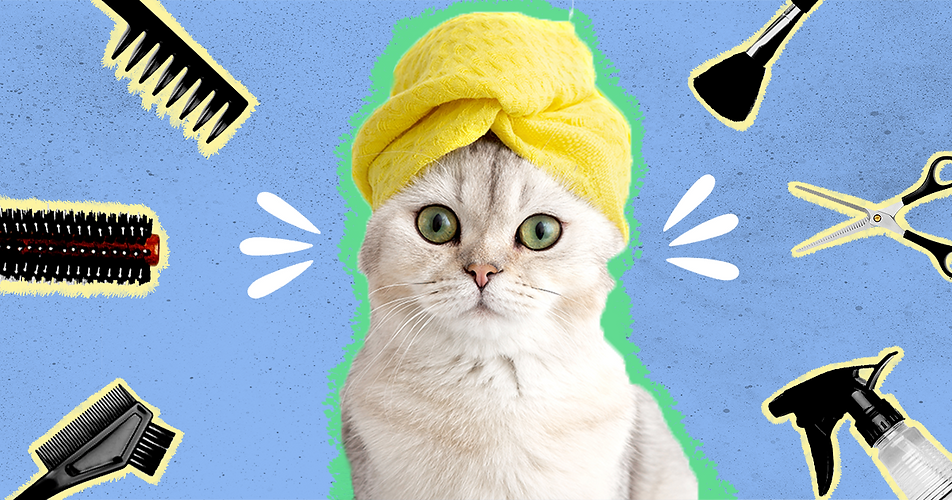 grooming-top-cat-usa.PNG