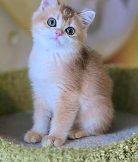 Golden Scottish Fold kitten