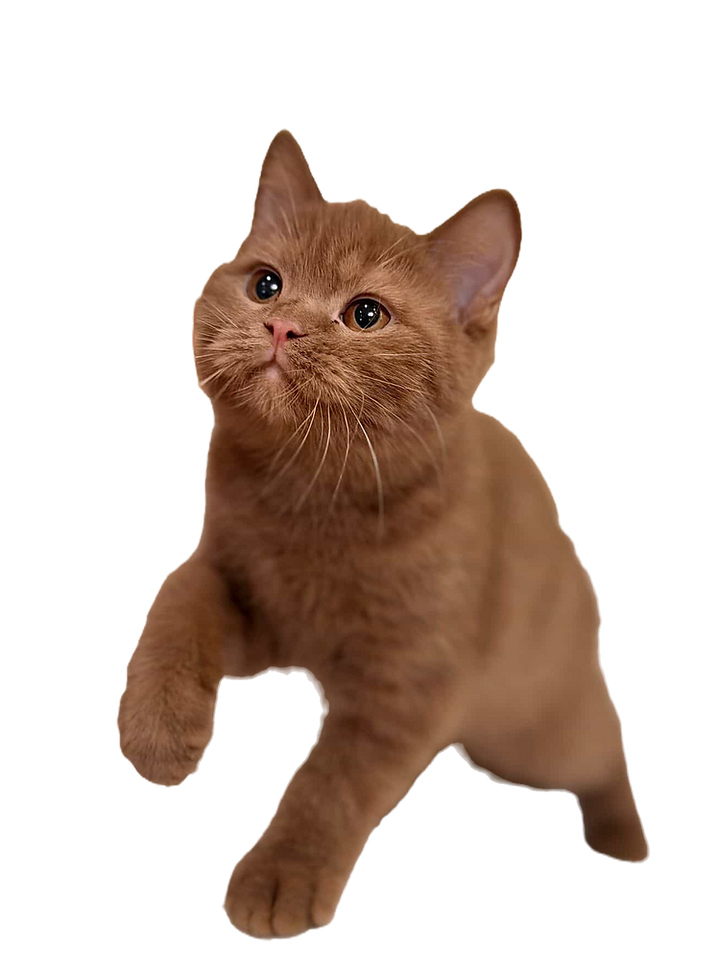 EEAEA4C4-9B8D-4008-845B-6D48545E3916_edited.png