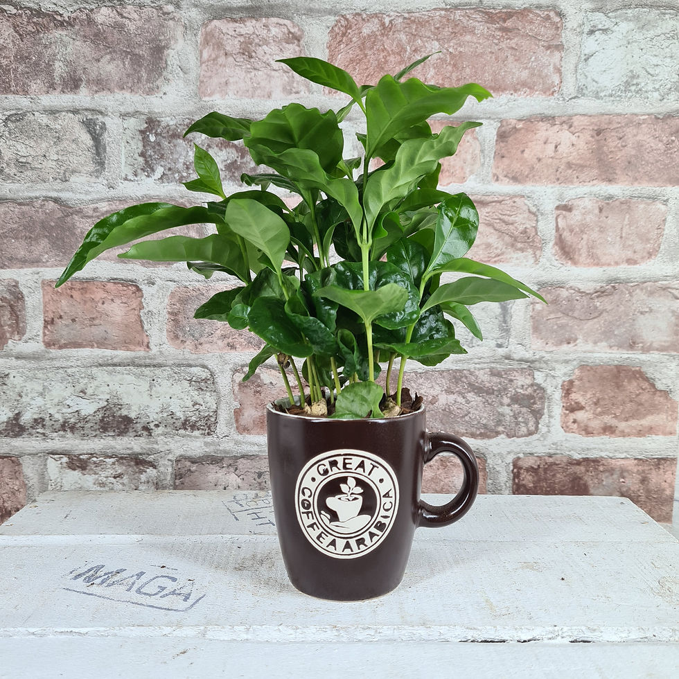 Thumbnail: Coffee Plant (Coffea Arabica) in Ceramic  Planter Cup
