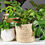 Thumbnail: Plantsmith Houseplant Gift Box