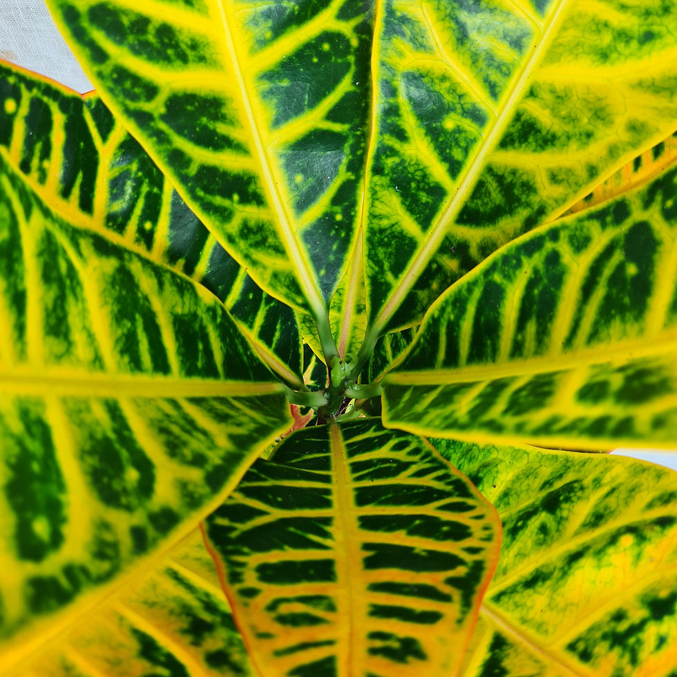 Thumbnail: Croton Petra