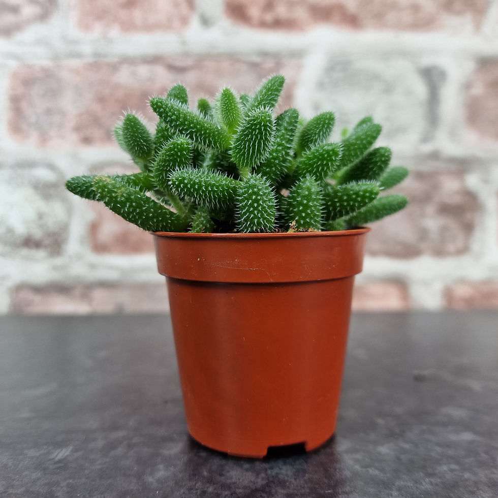 Thumbnail: Delosperma Echinatum - Pickle Plant