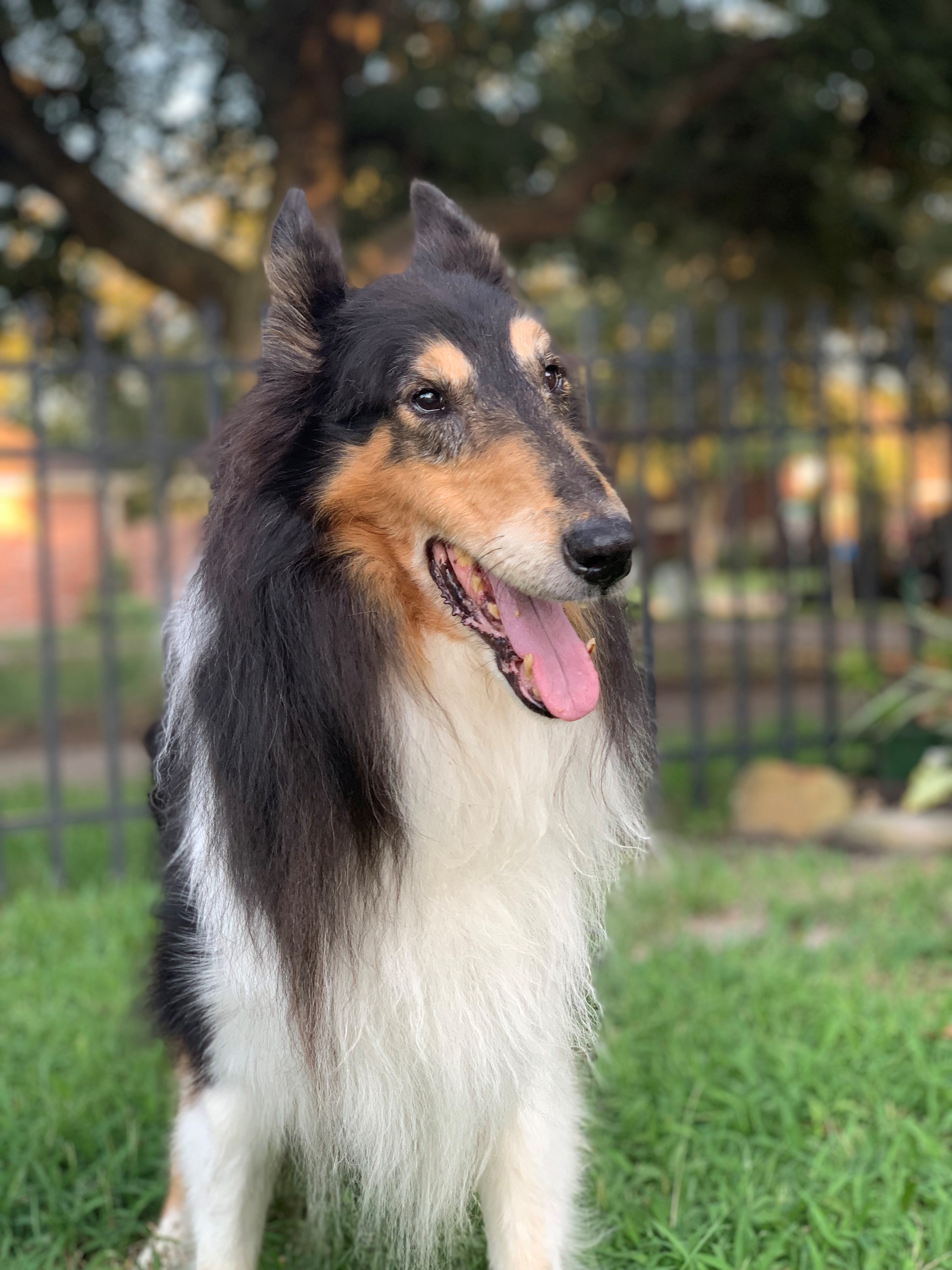 Buddy