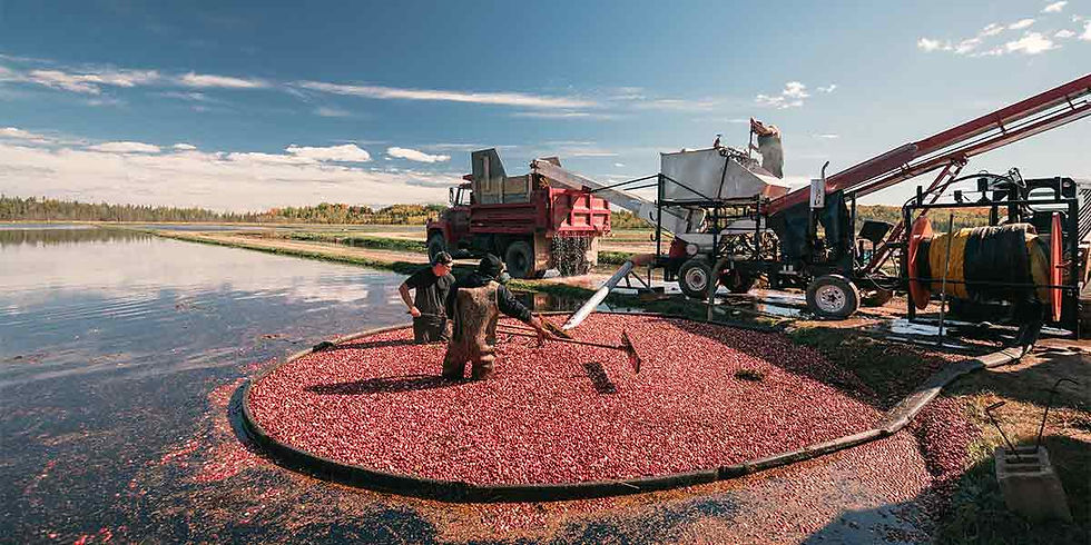 Eagle River Cranberry Fest