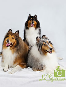 Our Collie dog family