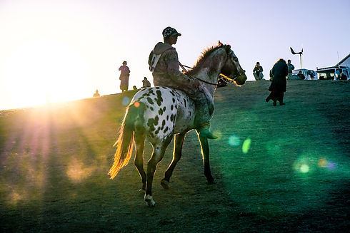 horse SD.jpeg