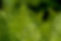 ferns-3378058_1920.jpg