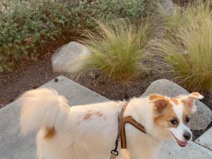 The Southbay Evacuation Staycation