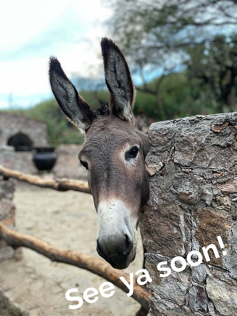 Sagrada Donkey_edited.jpg