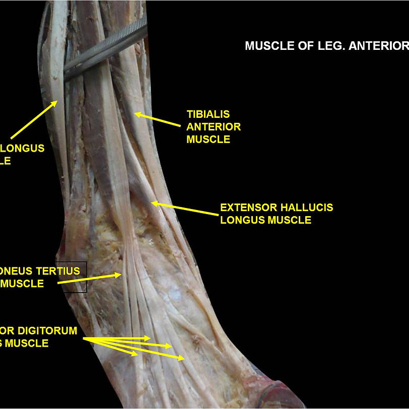 Lower Limb miology | anatomyumftm