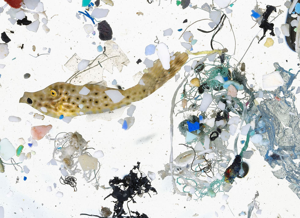 Microplastics