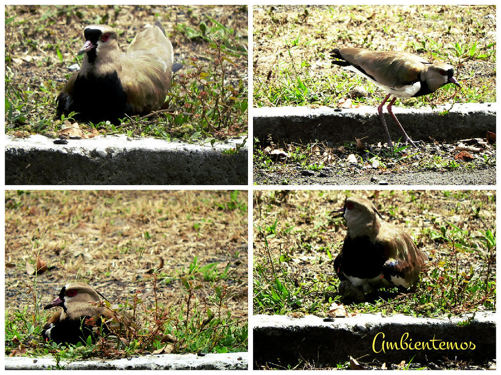 Familia de tero en la Universidad de Antioquia de la ciudad de Medellín