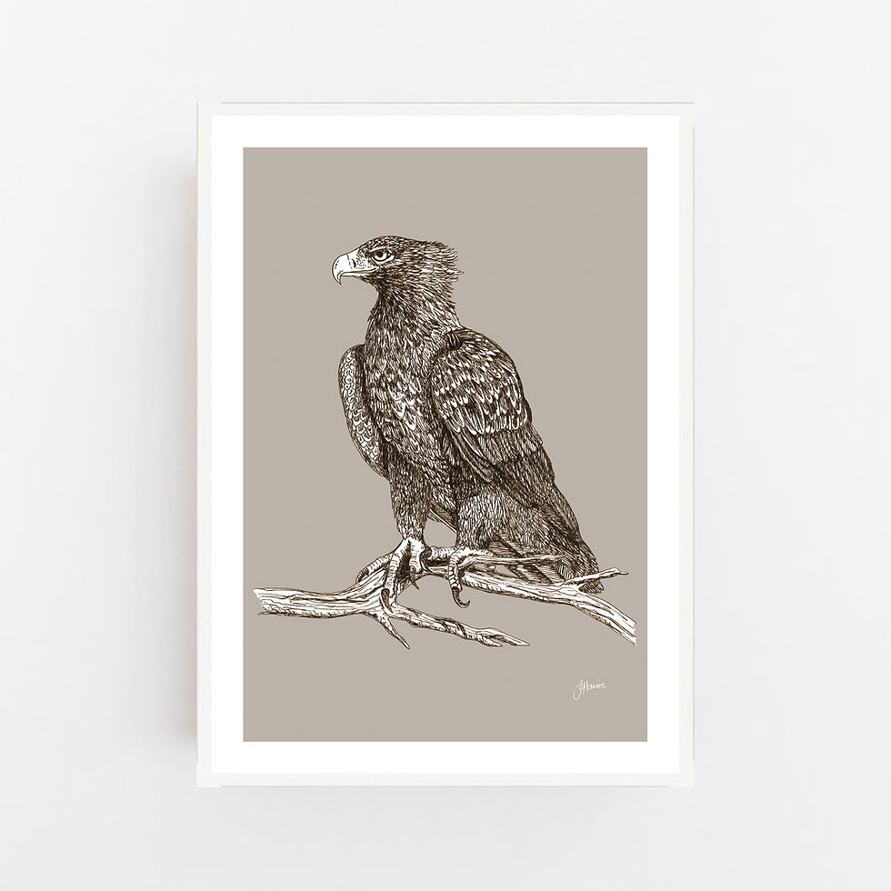 Thumbnail: Wedgetail Eagle Australian Bird in Pine Cone Fine Art Print | FRAMED