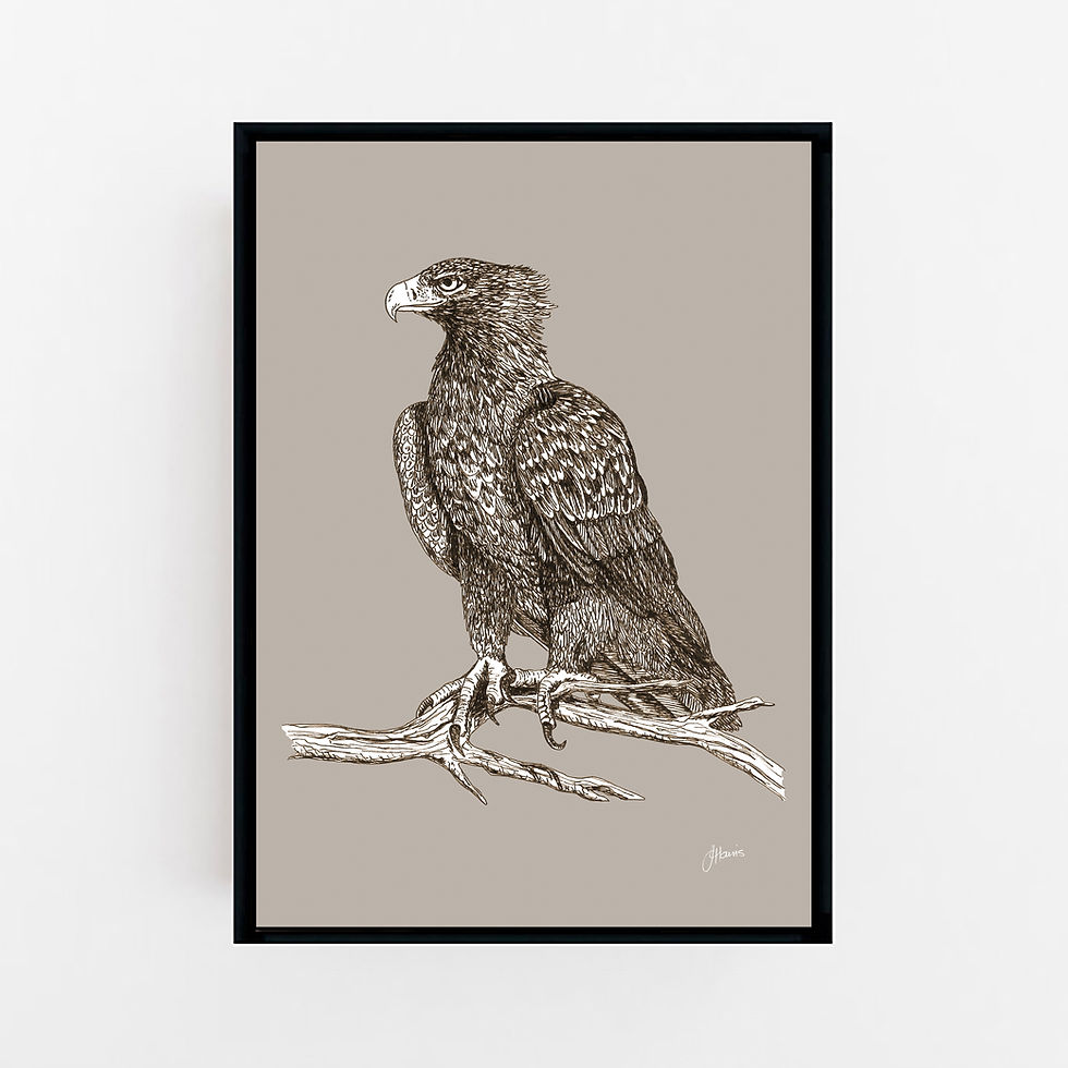 Thumbnail: Wedgetail Eagle Australian Bird in Pine Cone Art Print | CANVAS