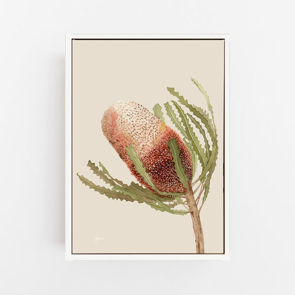 Thumbnail: Banksia Native Living Art Flower 1 in Ivory | CANVAS