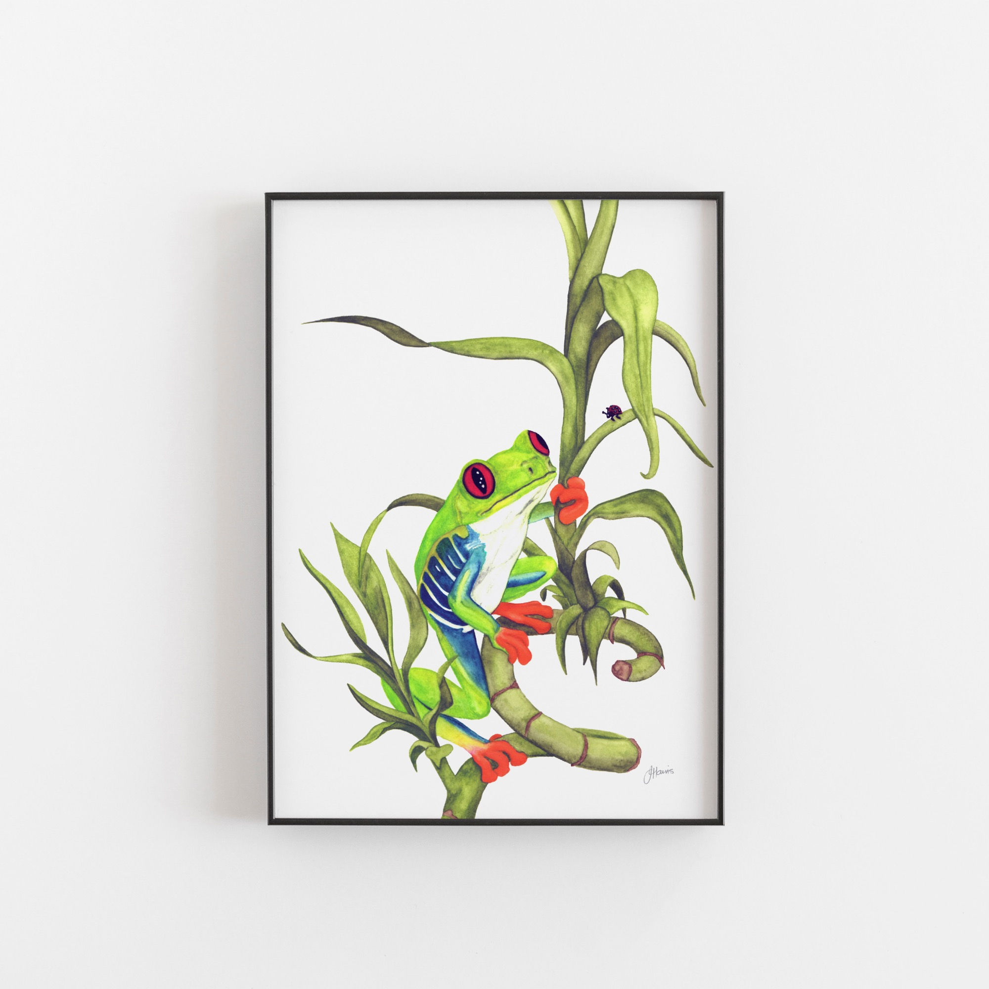Archie the Red Eyed Tree Frog Print
