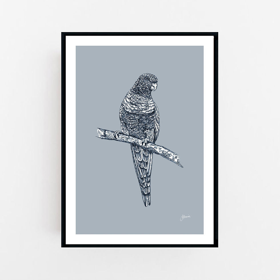 Thumbnail: Rosella Australian Bird in Wedgewood Blue Fine Art Print | FRAMED