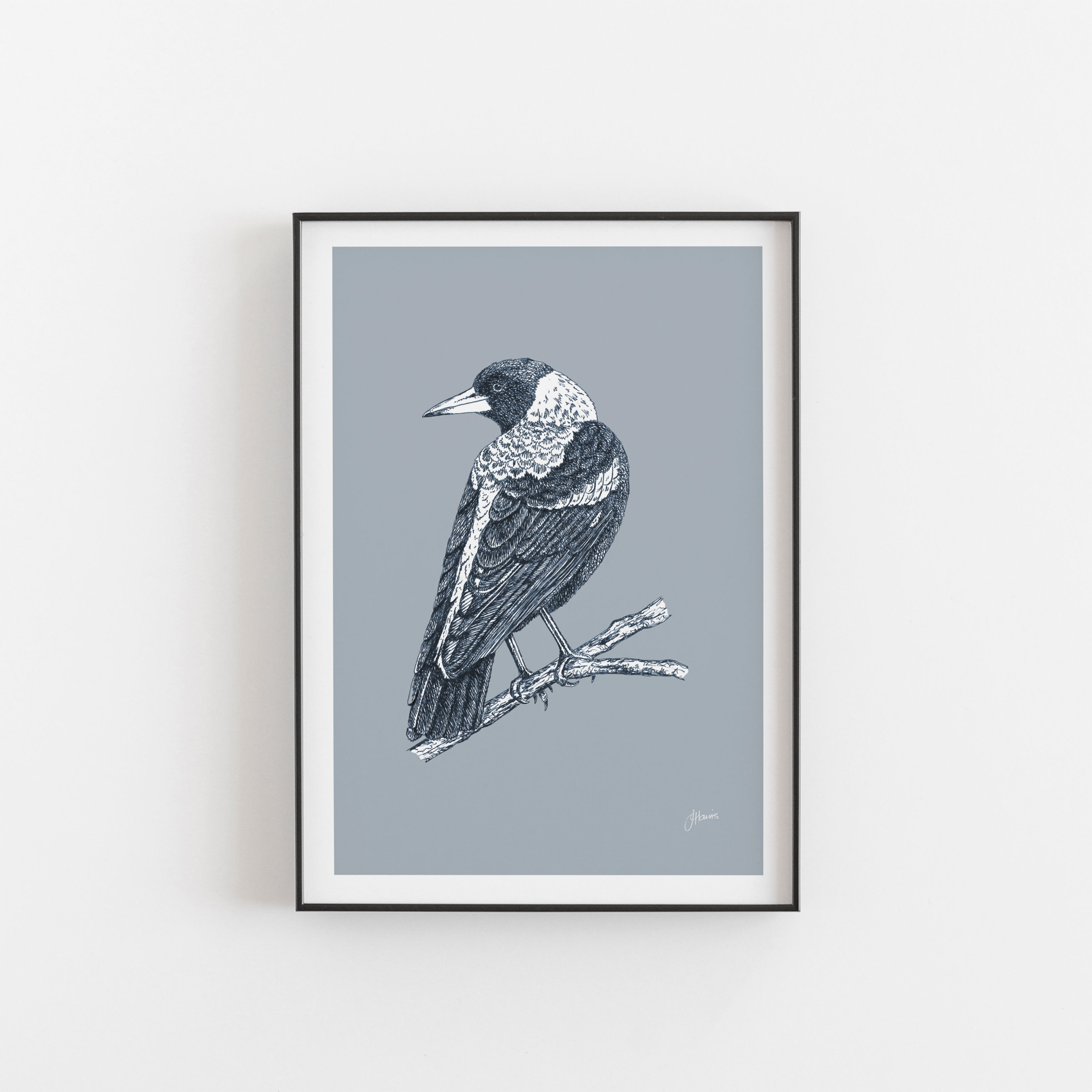 Magpie Australian Bird Art Print in Wedgewood Blue